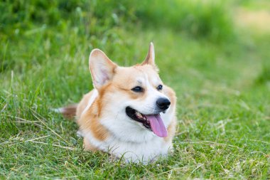 İlkbaharda doğada Galce Corgi portresi