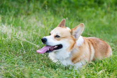 İlkbaharda doğada Galce Corgi portresi