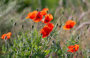 Çayırda yetişen kırmızı gelincik çiçeği