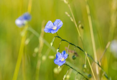 Çayırdaki keten çiçeği