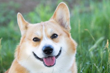 İlkbaharda doğada Galce Corgi portresi