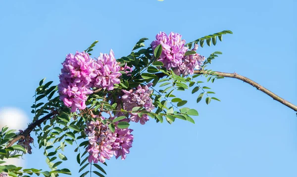 Lilac Acacia Sunny Day — Stock Photo, Image
