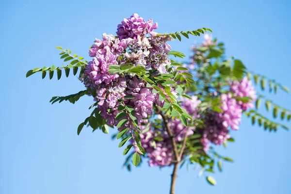 Lilac Acacia Sunny Day — Stock Photo, Image
