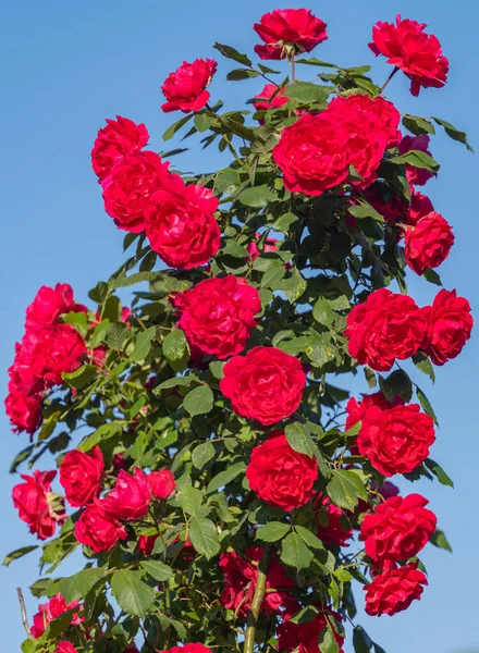 Κόκκινο Τριαντάφυλλο Μια Ηλιόλουστη Μέρα Κοντά — Φωτογραφία Αρχείου