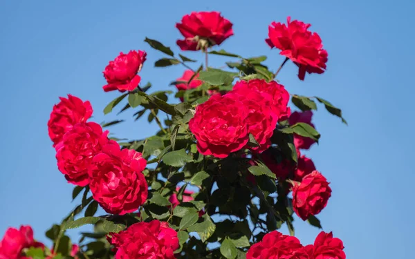 Rose Rouge Par Une Journée Ensoleillée Gros Plan — Photo