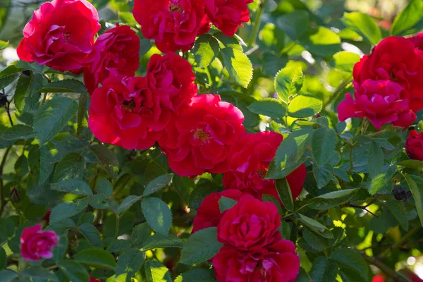 Rosa Roja Día Soleado Cerca —  Fotos de Stock