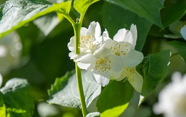 Jasmine Flowers Sunny Day Close — Stock Photo, Image