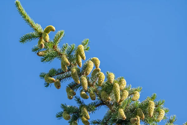 小ぎれいなな枝のクローズ アップの背景 — ストック写真
