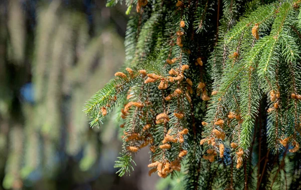 Bakgrund Spruce Grenar Närbild — Stockfoto