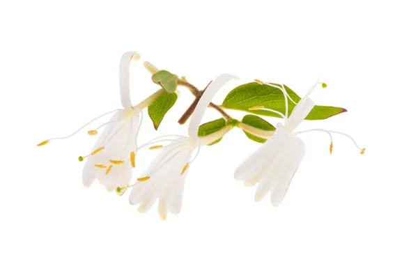 Honeysuckle Flowers Isolated White Background — Stock Photo, Image
