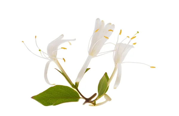 Honeysuckle Flowers Isolated White Background — Stock Photo, Image