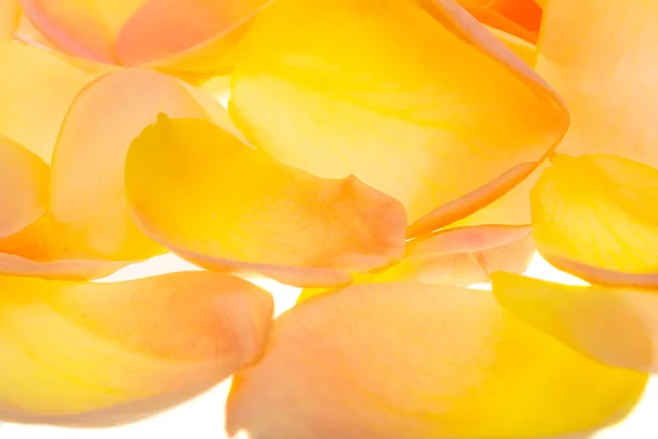 Gelbe Rosenblätter Isoliert Auf Weißem Hintergrund — Stockfoto