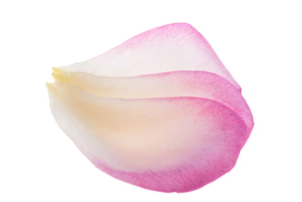 Ροζ Ροδοπέταλα Απομονωμένα Λευκό Φόντο — Φωτογραφία Αρχείου