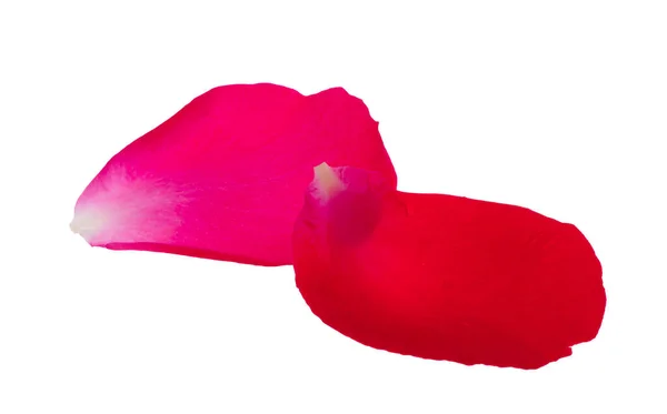 Beyaz Arkaplanda Kırmızı Gül Yaprakları Izole — Stok fotoğraf