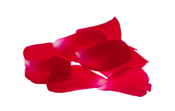 Pétalos Rosa Roja Aislados Sobre Fondo Blanco —  Fotos de Stock