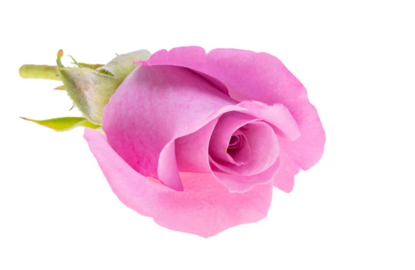 Róża Liliowa Izolowana Białym Tle — Zdjęcie stockowe