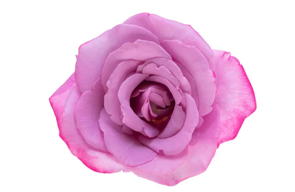 Róża Liliowa Izolowana Białym Tle — Zdjęcie stockowe