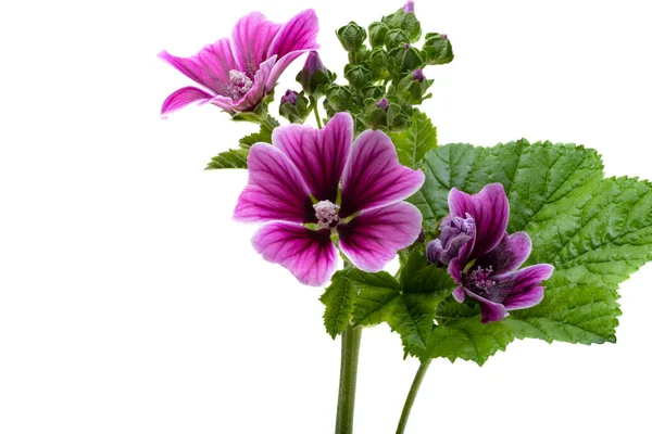 Stock image lilac geranium isolated on white background