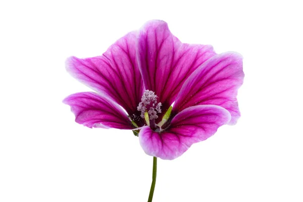 在白色背景上分离的紫丁香 — 图库照片