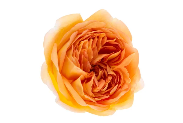 Rosa Arancio Isolato Sfondo Bianco — Foto Stock