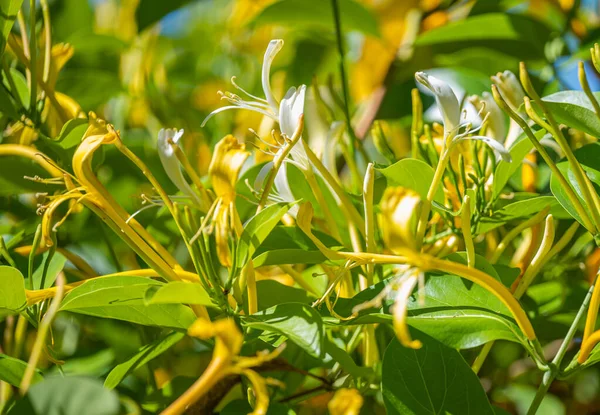 晴れた日に咲く美しいスイカズラ — ストック写真