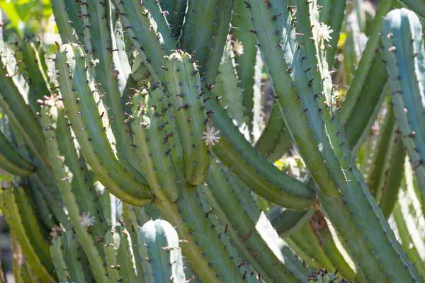 Voksende Kaktus Solrig Dag - Stock-foto