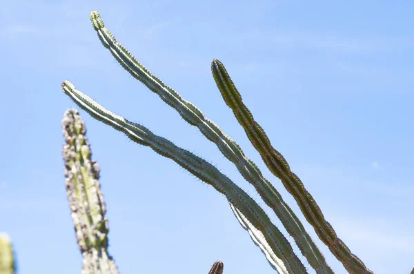Uprawy Kaktusów Słoneczny Dzień — Zdjęcie stockowe