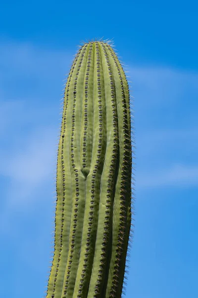 Pěstování Kaktusů Slunečného Dne — Stock fotografie