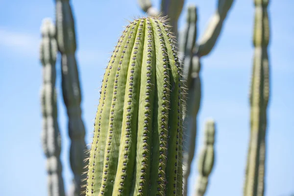 Pěstování Kaktusů Slunečného Dne — Stock fotografie