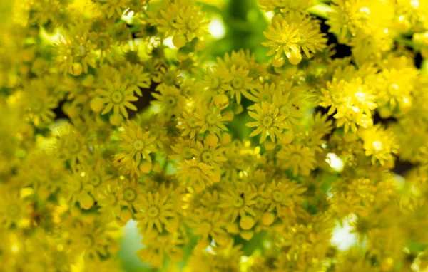 Flores Amarillas Aeonium Undulatum Primer Plano — Foto de Stock