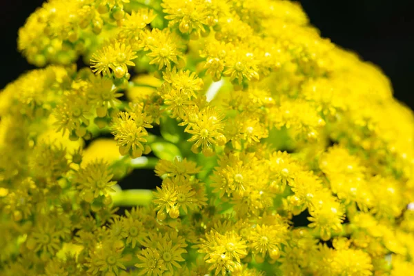 Yellow Flowers Aeonium Undulatum Close — Stock Photo, Image