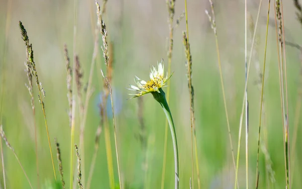 Цветы Лугу Летом — стоковое фото