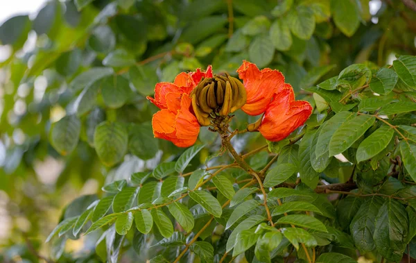 Rode Tulpenboom Dicht Omhoog — Stockfoto