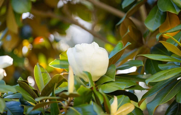 Bílá Magnólie Květ Stromě — Stock fotografie