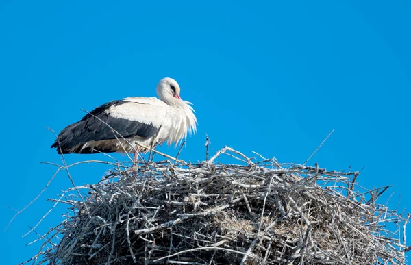 Storch Auf Einem Nest Einem Sonnigen Tag — Stockfoto