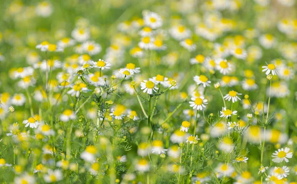 在药用雏菊的草地上的夏季风景 — 图库照片