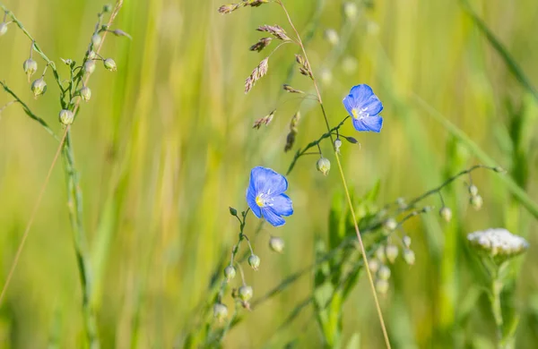 Fleur Lin Dans Prairie — Photo