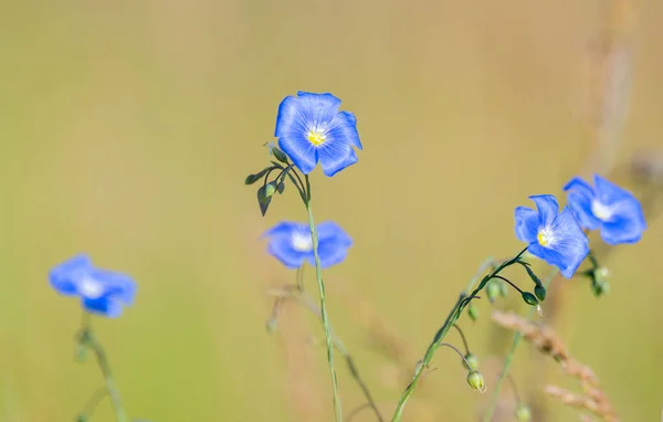 Flax Flower Meadow — Stock Photo, Image