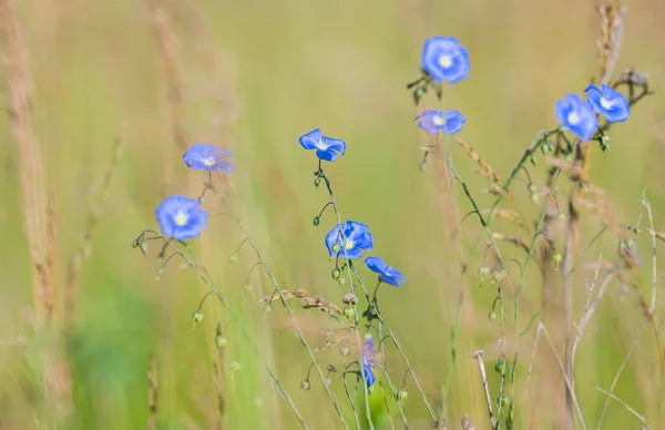 Fleur Lin Dans Prairie — Photo