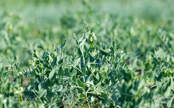 Green Peas Growing Field — Stock Photo, Image