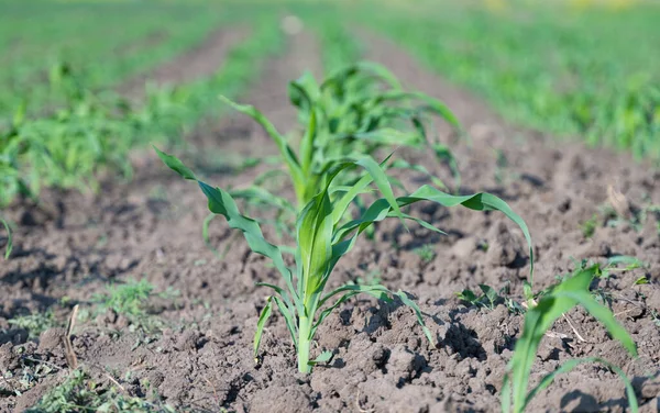 Corn Sprouts Field — Stock Photo, Image