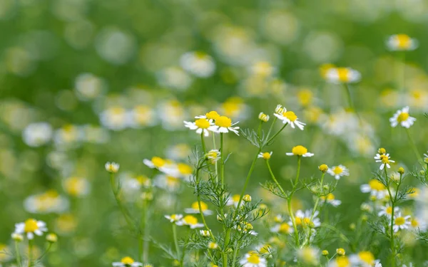 Summer Landscape Meadow Medicinal Daisies — Stock Photo, Image