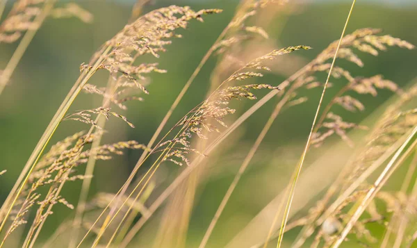 牧草地の夏の風景 — ストック写真