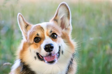 İlkbaharda doğada Galce Corgi portresi