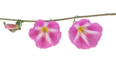 alan bağdaştırıcı çiçeği beyaz arkaplanda izole