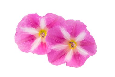 alan bağdaştırıcı çiçeği beyaz arkaplanda izole