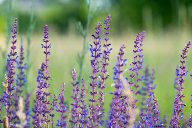 Yazın büyüyen çayır çiçekleri