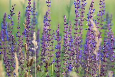 Yazın büyüyen çayır çiçekleri