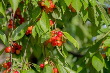 Ağaçtaki kırmızı kirazlar