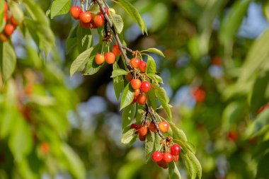 Ağaçtaki kırmızı kirazlar